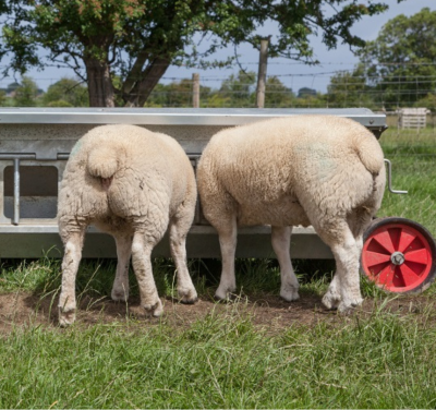 Creep feeding lambs rear text media 1140px wide - ForFarmers UK