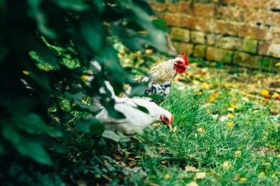 Sarah halliday Ig0 E3 Cggqvo unsplash - ForFarmers UK