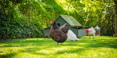 Natural Layer Fed article COVER - ForFarmers UK