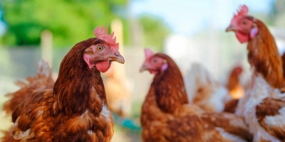 Managing poultry through moult cover - ForFarmers UK