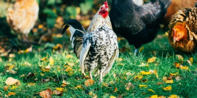 Feeding for seasons cover - ForFarmers UK
