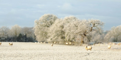 Discover Farmgate Allstock cover - ForFarmers UK