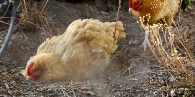 Hen enrichment - ForFarmers UK