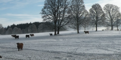 Winter smallholding cover image - ForFarmers UK