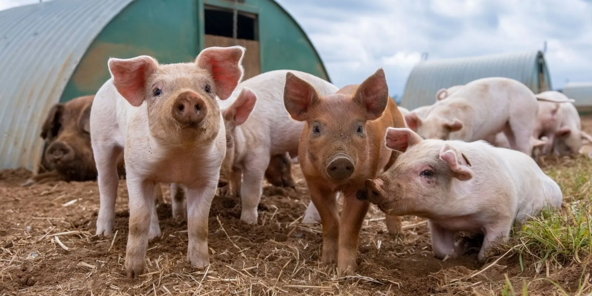ForFarmers UK Buying And Starting With Pigs ForFarmers UK Buying And Starting With Pigs
