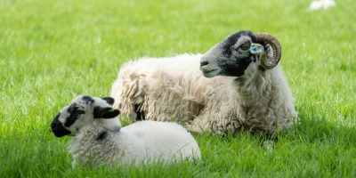 Lambing nutrition cover - ForFarmers UK