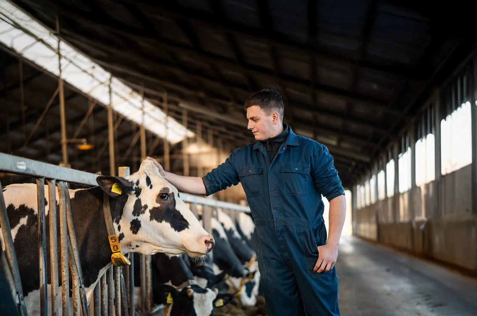 Adviseur met koe - Werken bij ForFarmers