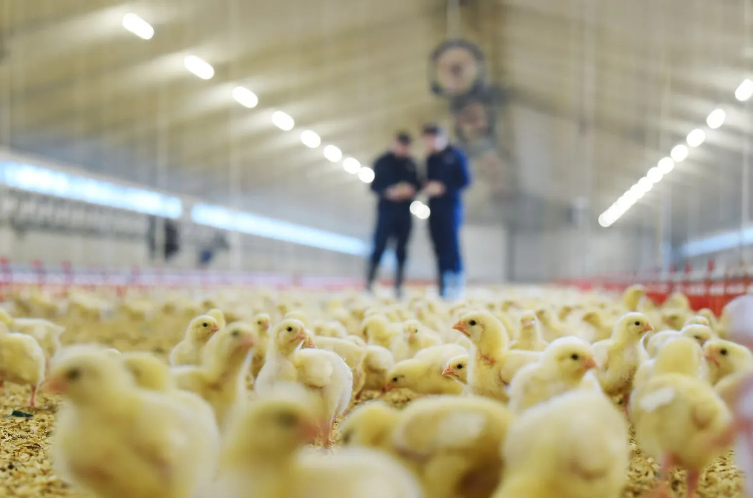 Sales header pluimvee stal - Werken bij ForFarmers