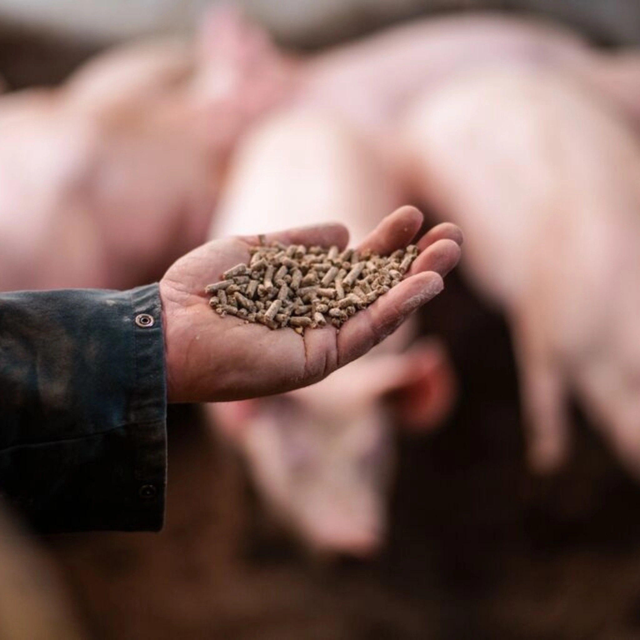 Hand voer bij varkens by 2 or more images 1024 1024 px