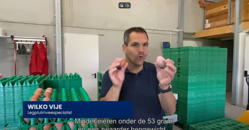 Een topstart voor jouw leghennen met de tips van Legpluimveespecialist Wilko