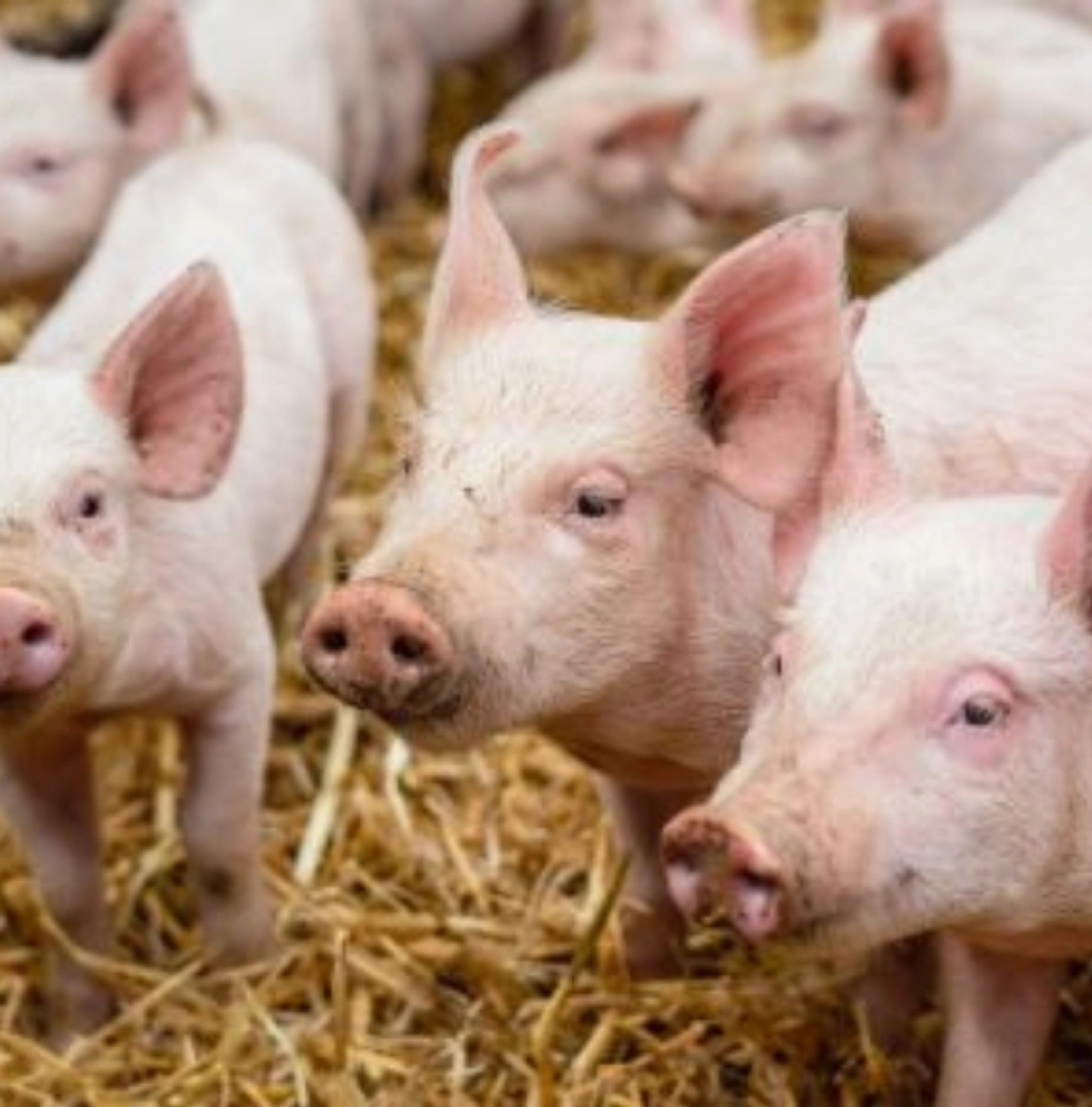 Pigs vacature overzicht 710x720