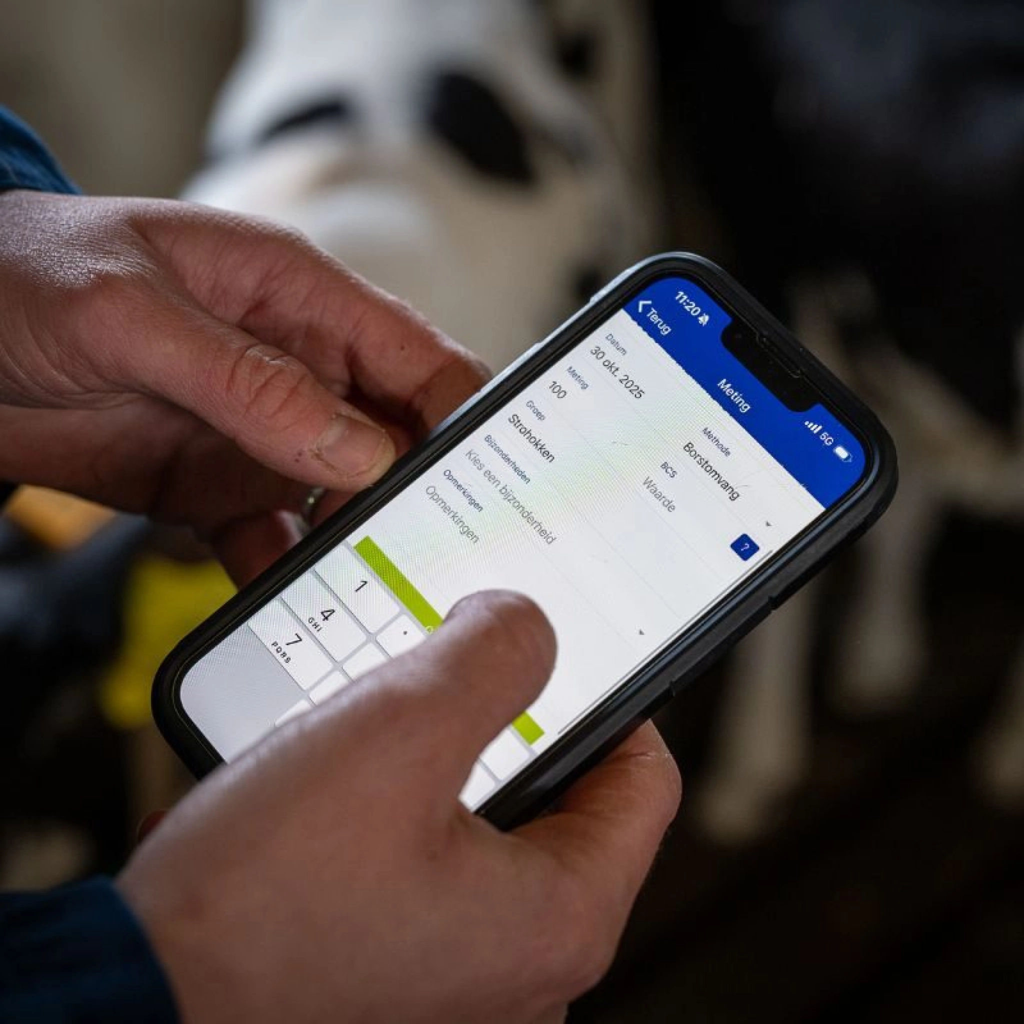 Jongvee opfok in beeld brengen website