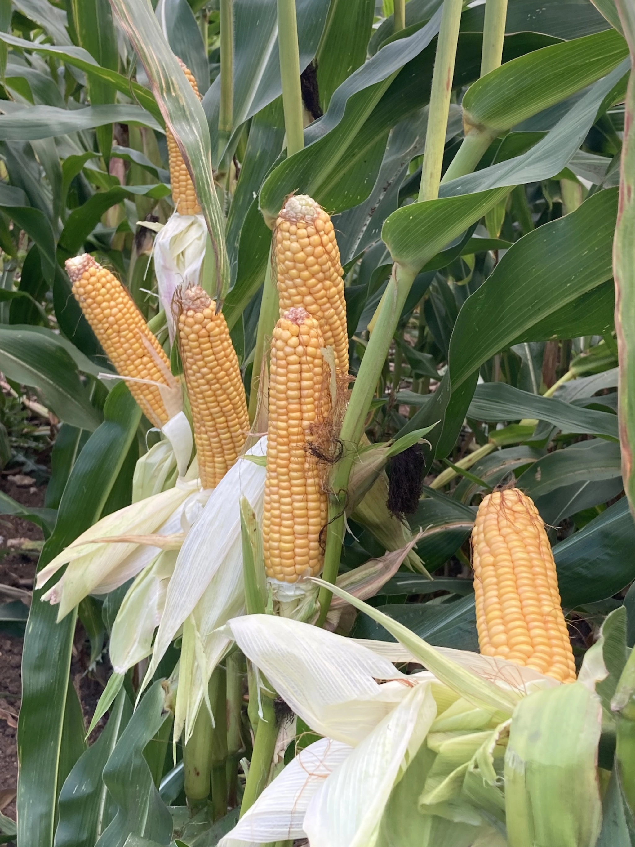 ForFarmers UK - A practical approach to undersowing maize