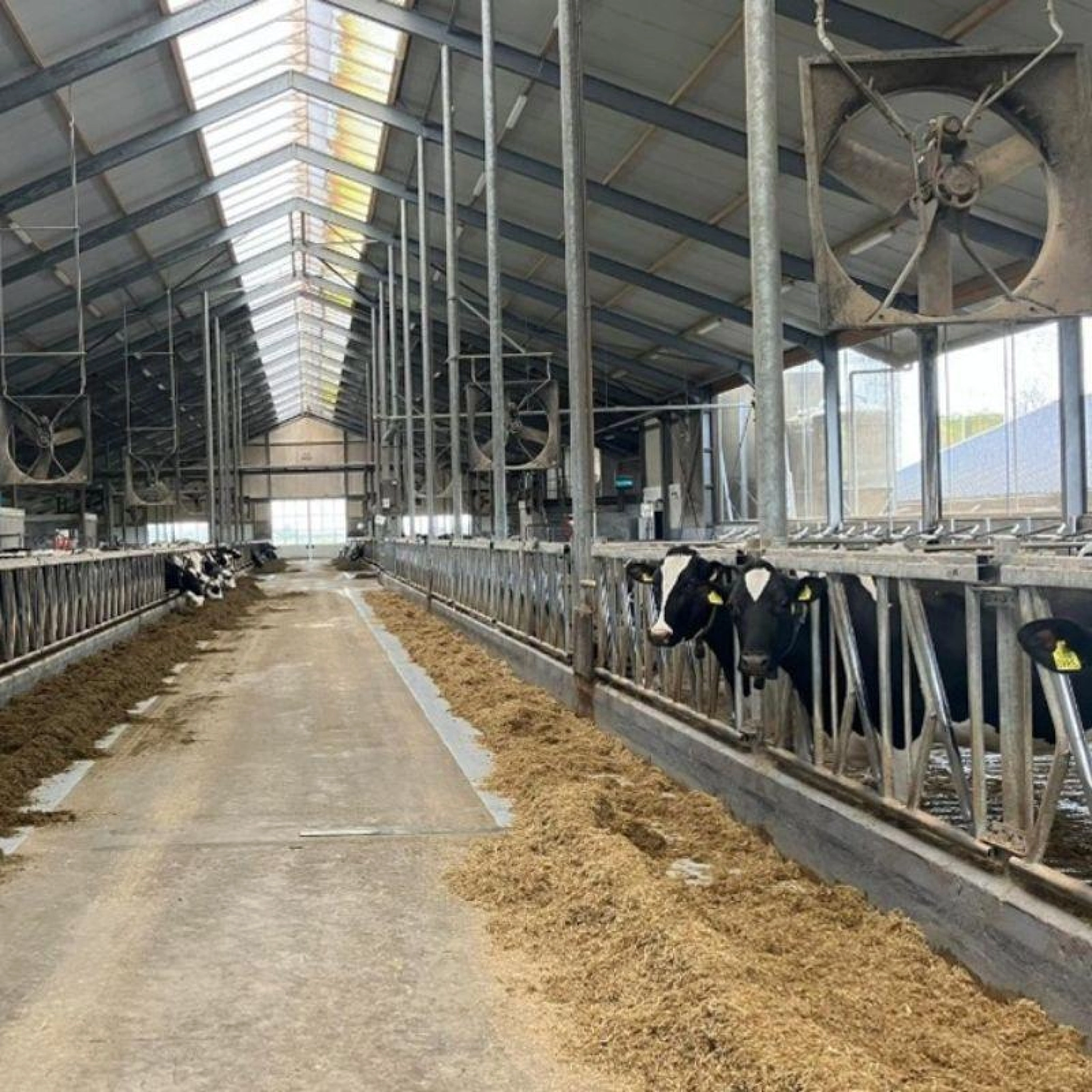 Koeien in stal ventilator fris 800x800