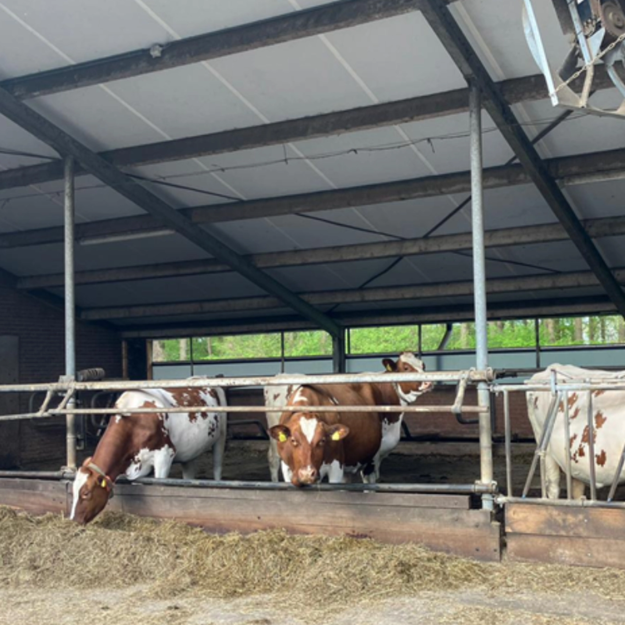 Droge koeien 800x800