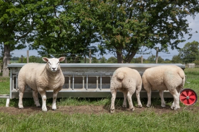 Invest in creep feeding to make most of strong market conditions - ForFarmers UK