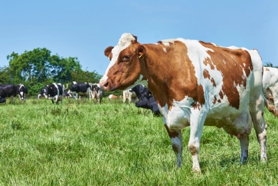 Grazing02 - ForFarmers UK