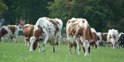 Headers Reudink koeien in de wei - Reudink Nederland