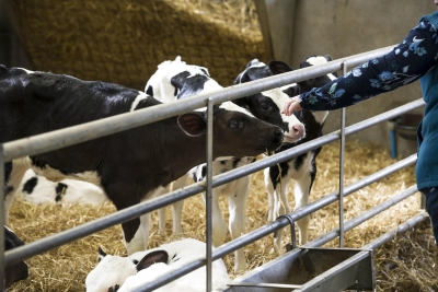 Calf05 - ForFarmers UK