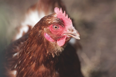 Chicken HST - ForFarmers UK