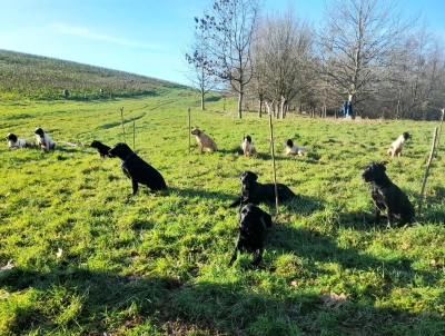 Spaniels and labradors - ForFarmers UK