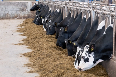 Co products play an important role in modern livestock rations - ForFarmers UK