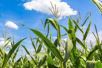 Maize - ForFarmers UK