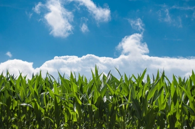 Corn field 440338 - ForFarmers UK