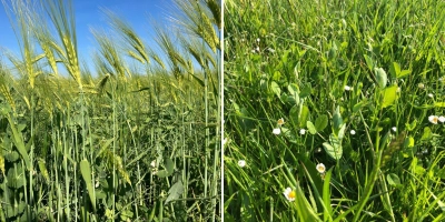 Biodiversiteit graan erwt gras klaver kruiden - Reudink Nederland