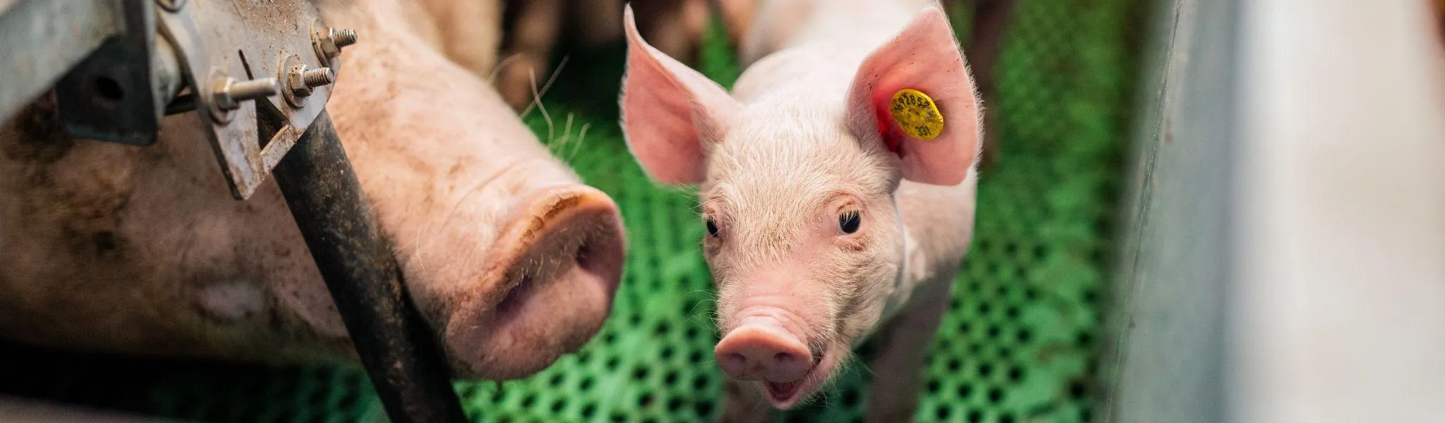 Zeug en big Header news 2048 600 - ForFarmers Nederland