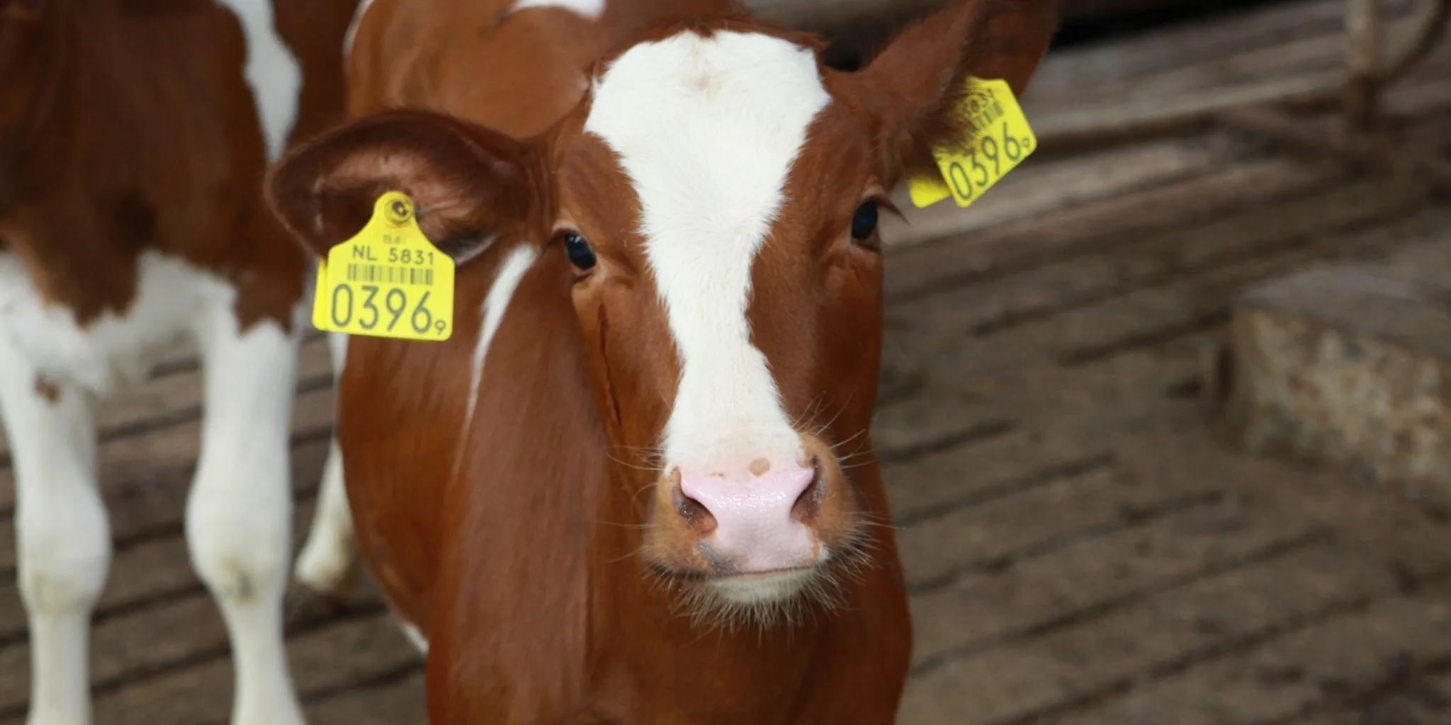 Header kalf jongveeopfok 2048 1024 px - ForFarmers Nederland
