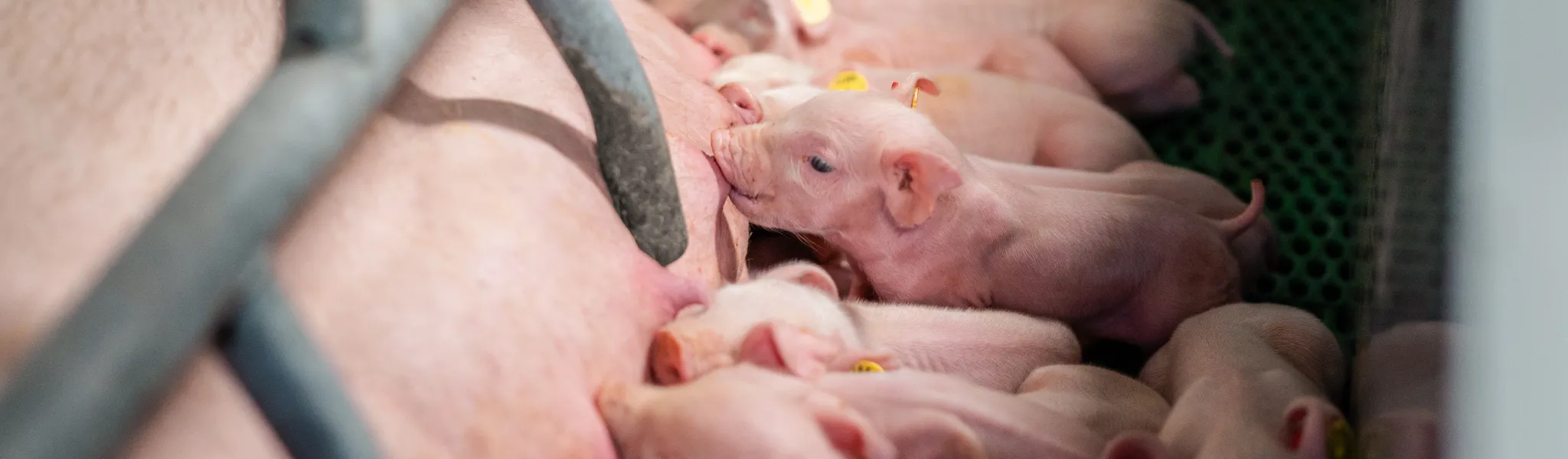 Zeugen Header ZDWD 2048 x 600 - ForFarmers Nederland