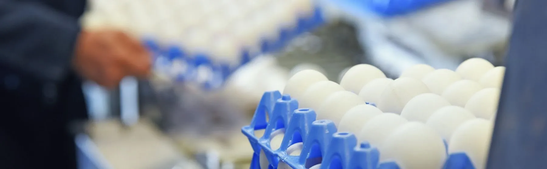 Header eerste soort eieren - ForFarmers Nederland