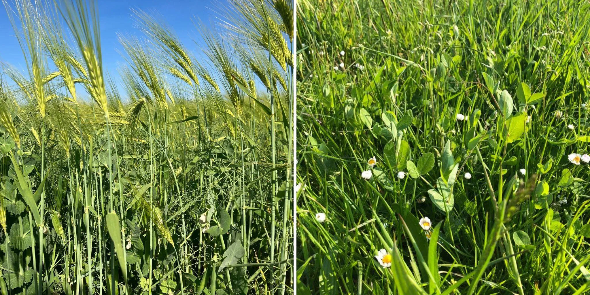 Biodiversiteit graan erwt gras klaver kruiden - Reudink Nederland