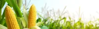 Website Banner Mais 2 - Boost